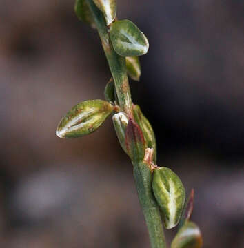 Image of Douglas' knotweed