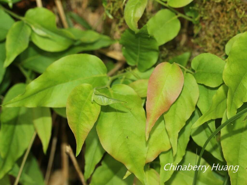 Imagem de Lyonia ovalifolia (Wall.) Drude