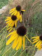 Image of Bush's purple coneflower