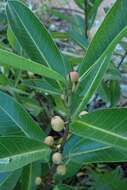 Imagem de Ficus verruculosa Warb.