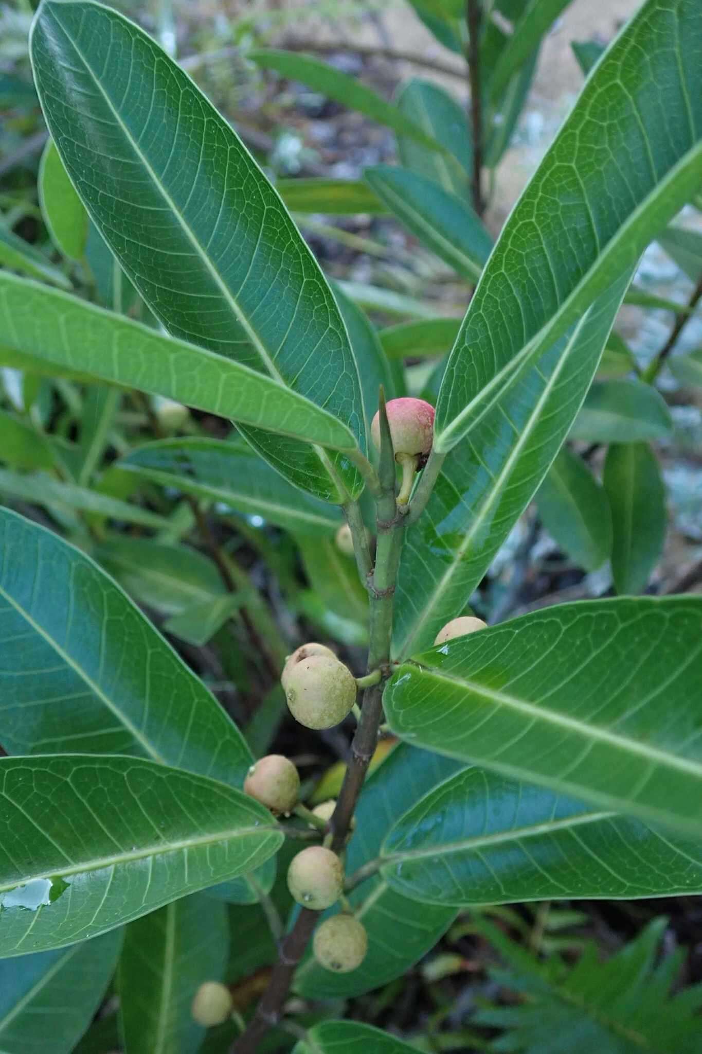 Imagem de Ficus verruculosa Warb.