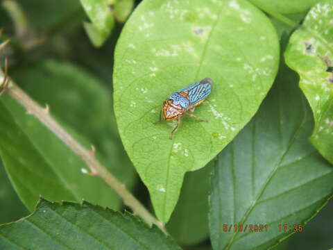 Oncometopia (Oncometopia) nigricans (Walker & F. 1851) resmi