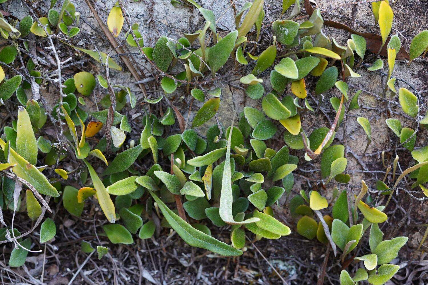 Image of Pyrrosia rupestris (R. Br.) Ching