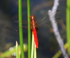 Imagem de Rhodothemis rufa (Rambur 1842)