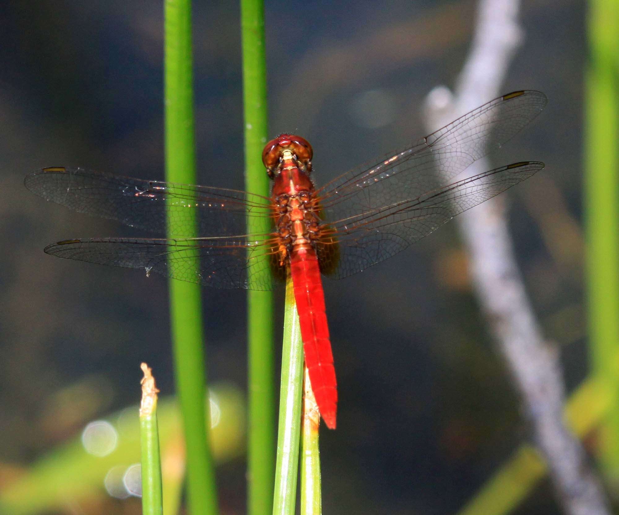 Imagem de Rhodothemis rufa (Rambur 1842)