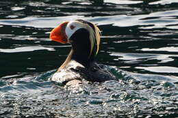 Image of Tufted Puffin