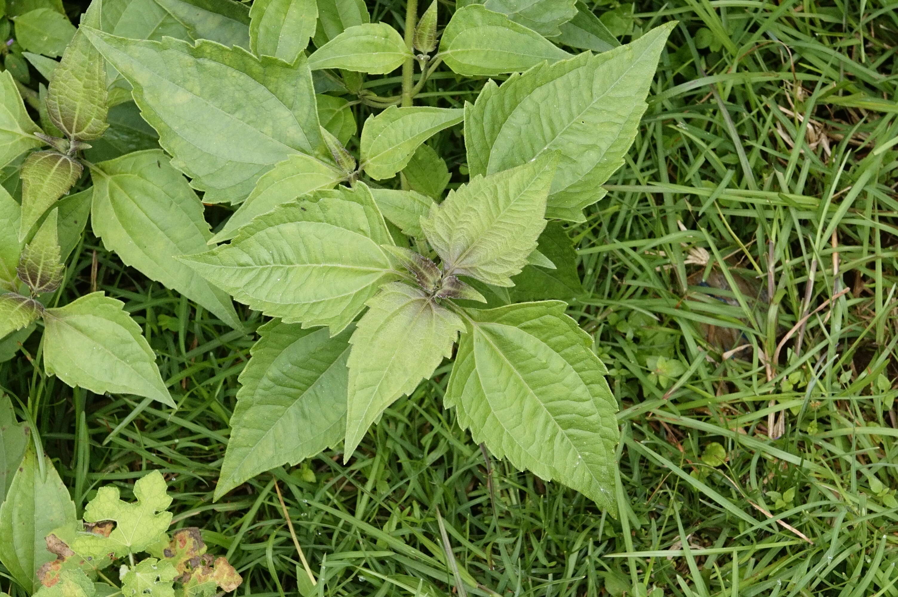 Image of Jack in the bush