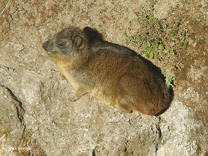 Image of Procavia capensis habessinicus (Hemprich & Ehrenberg 1832)