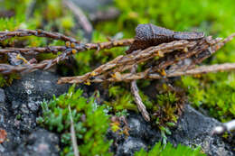 Image of Chloroscypha alutipes (W. Phillips) Dennis 1964