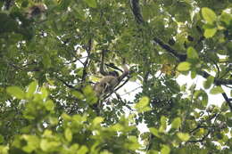 Image of Long-haired Spider Monkey