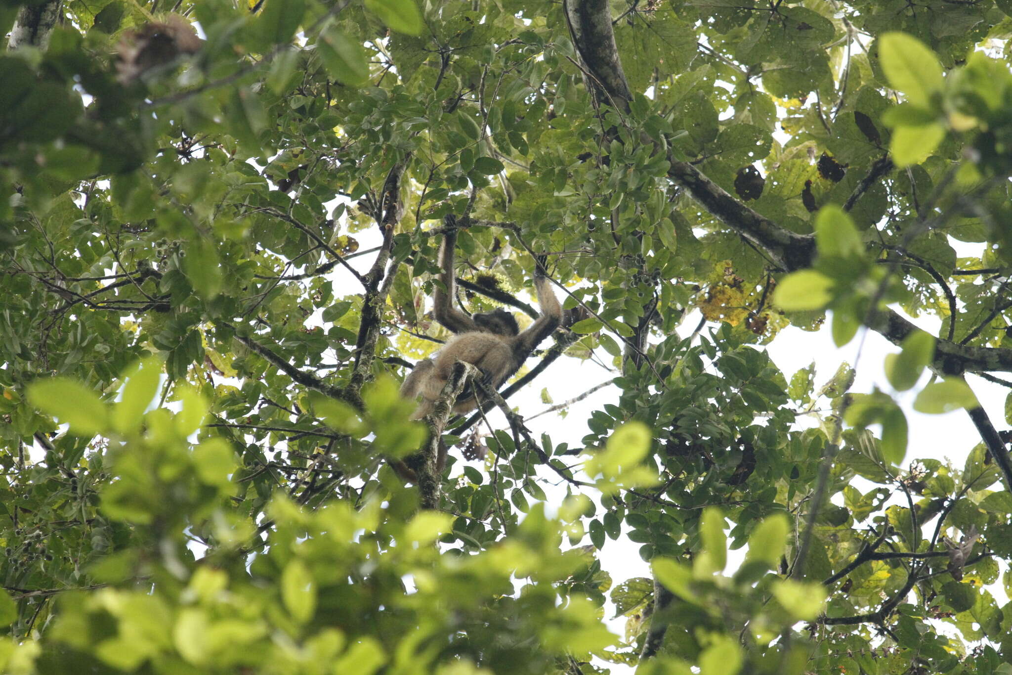 Image of Long-haired Spider Monkey