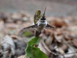 Image of Bombylius anthophilus Evenhius 1983