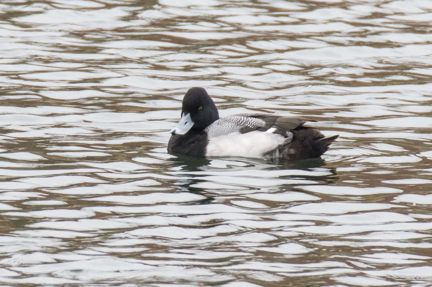 Image of Lesser Scaup