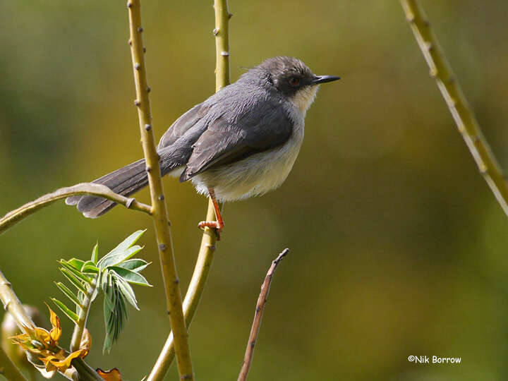 Image of Apalis cinerea cinerea (Sharpe 1891)