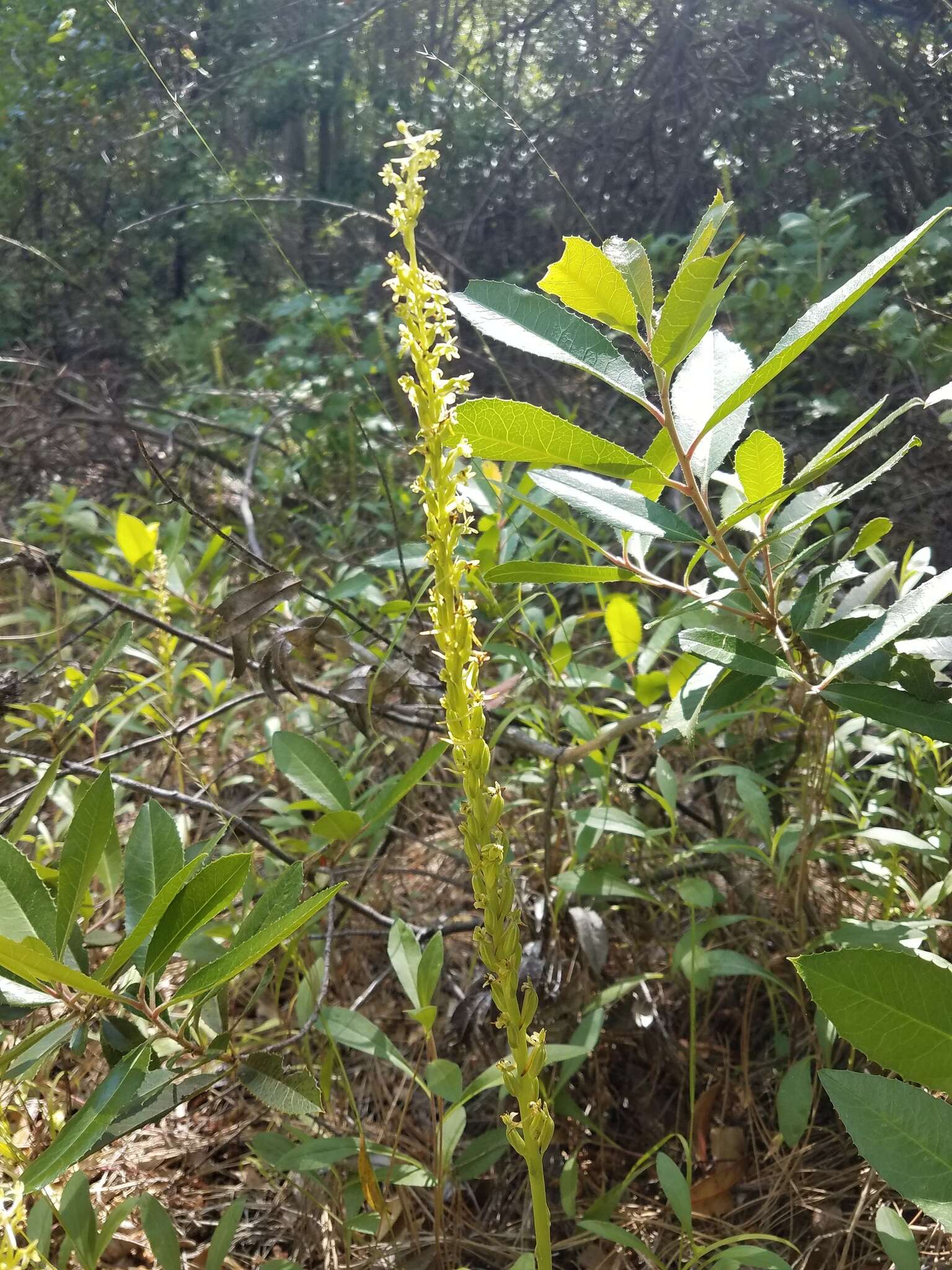 Image of Michael's rein orchid