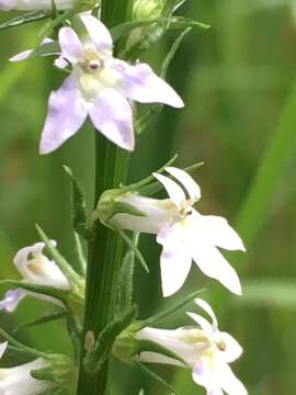 Image of Pale-Spike Lobelia