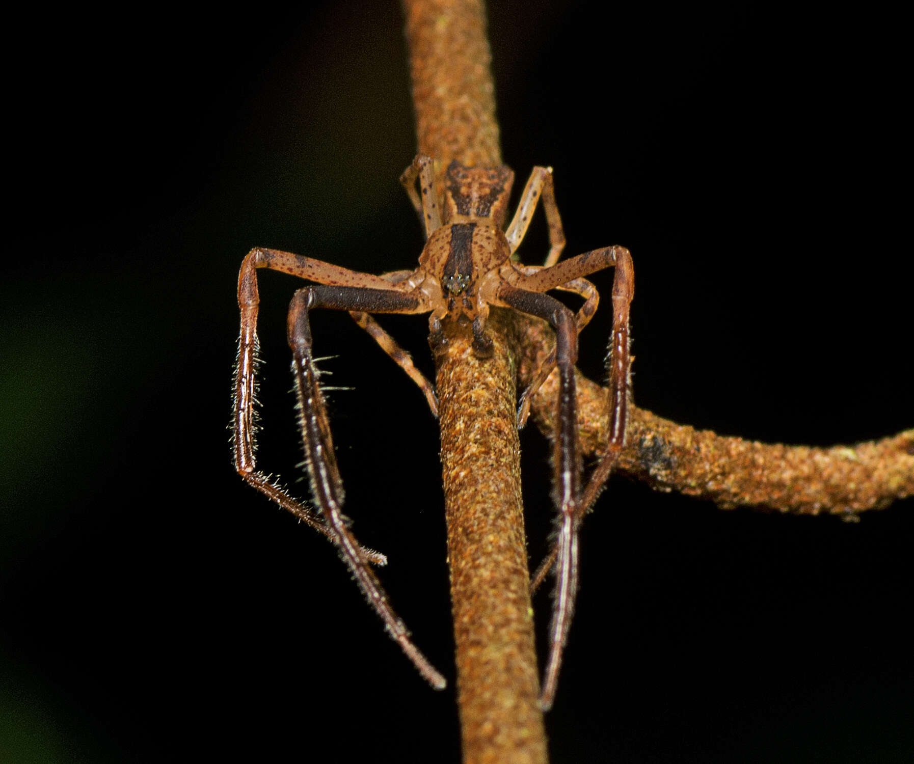 Слика од Sidymella longipes (L. Koch 1874)