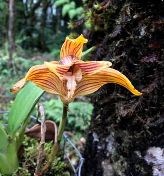 Image of Maxillaria striata Rolfe