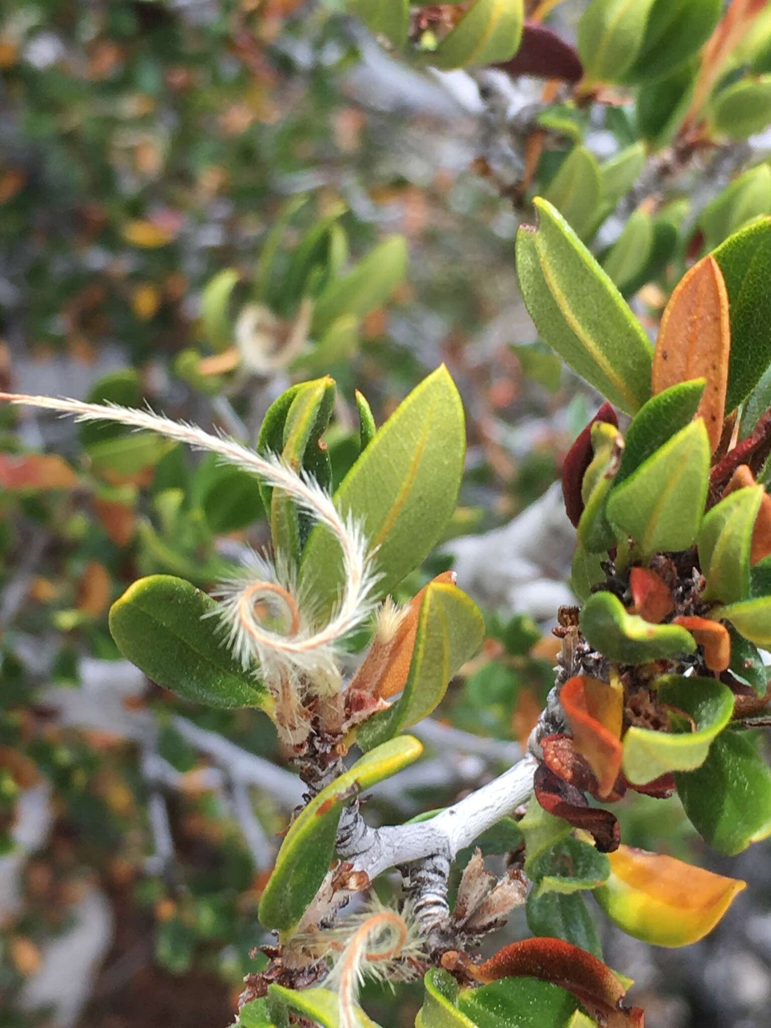 Plancia ëd Cercocarpus ledifolius Nutt.