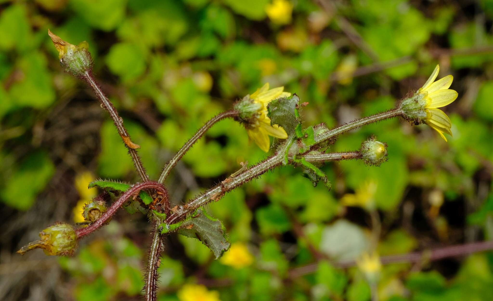 Image de Arctotis perfoliata (Less.) Beauv.