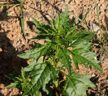 Image of Red Goosefoot