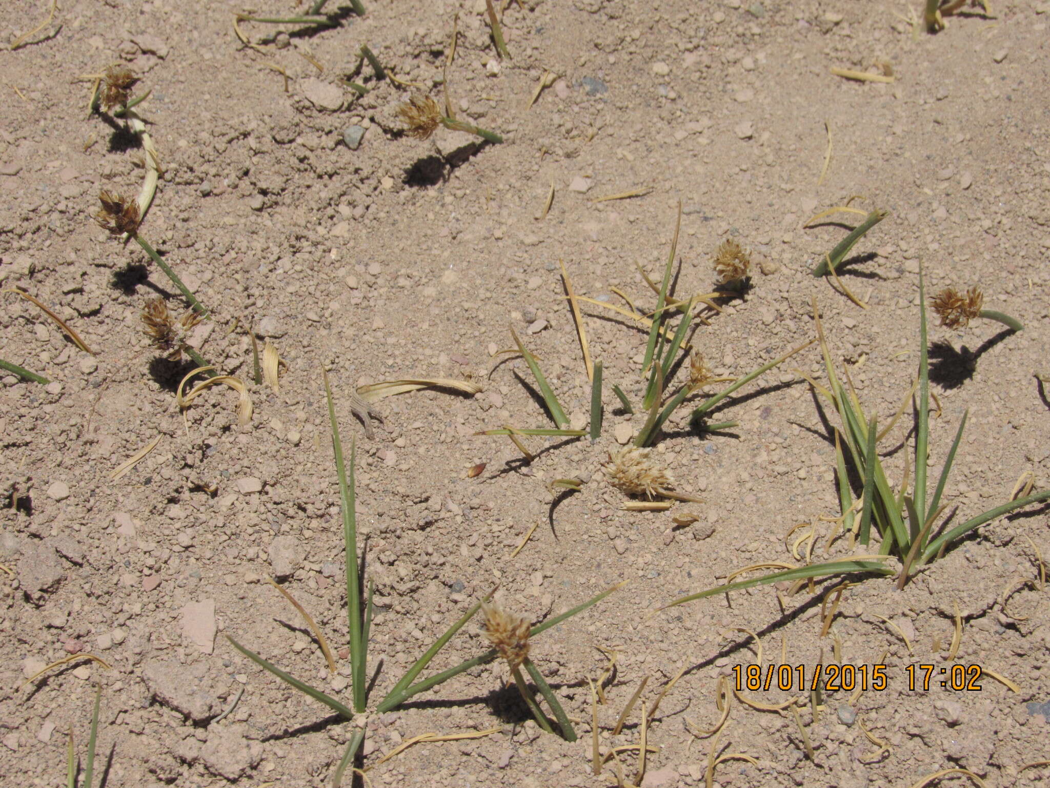 Image of curved sedge