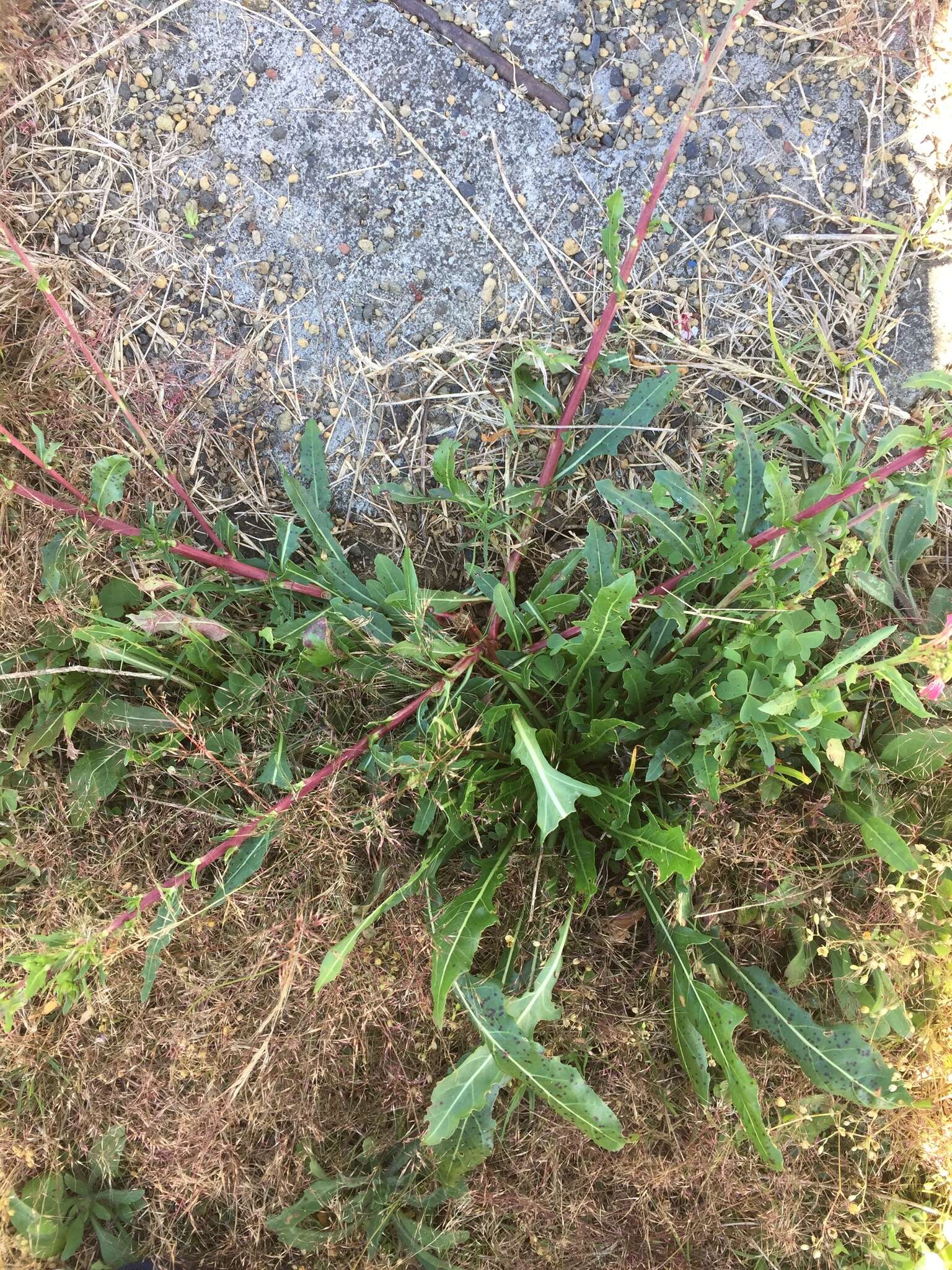 Image de Oenothera hexandra (Sesse & Moc. ex Ortega) W. L. Wagner & Hoch