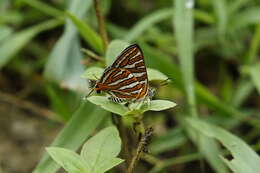 Слика од Cigaritis vulcanus