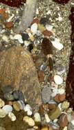 Image of Globe-headed Sculpin