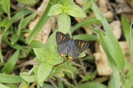 Image of Cigaritis vulcanus