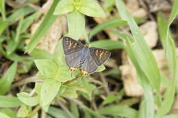 Слика од Cigaritis vulcanus