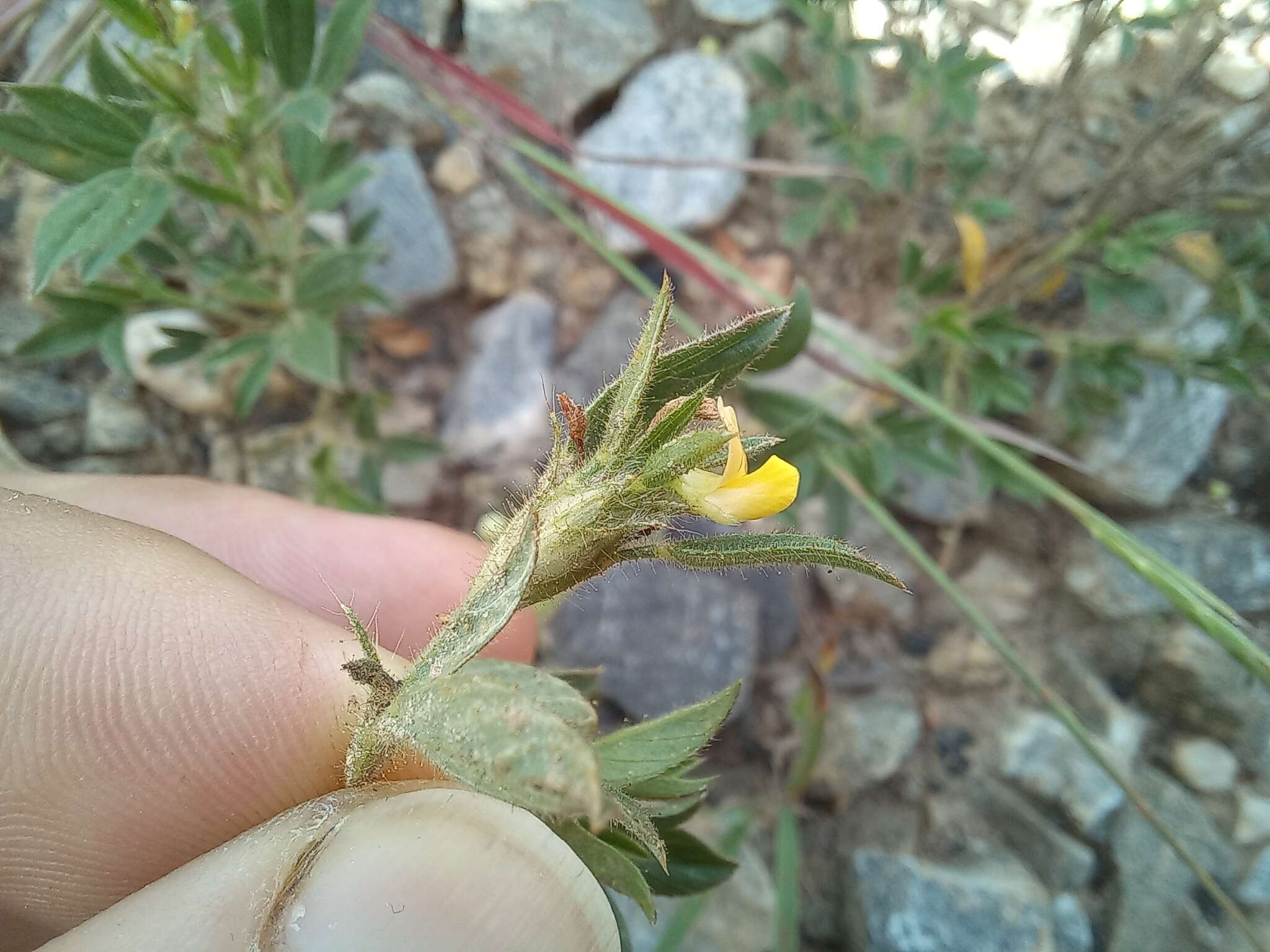 Image of shrubby pencilflower