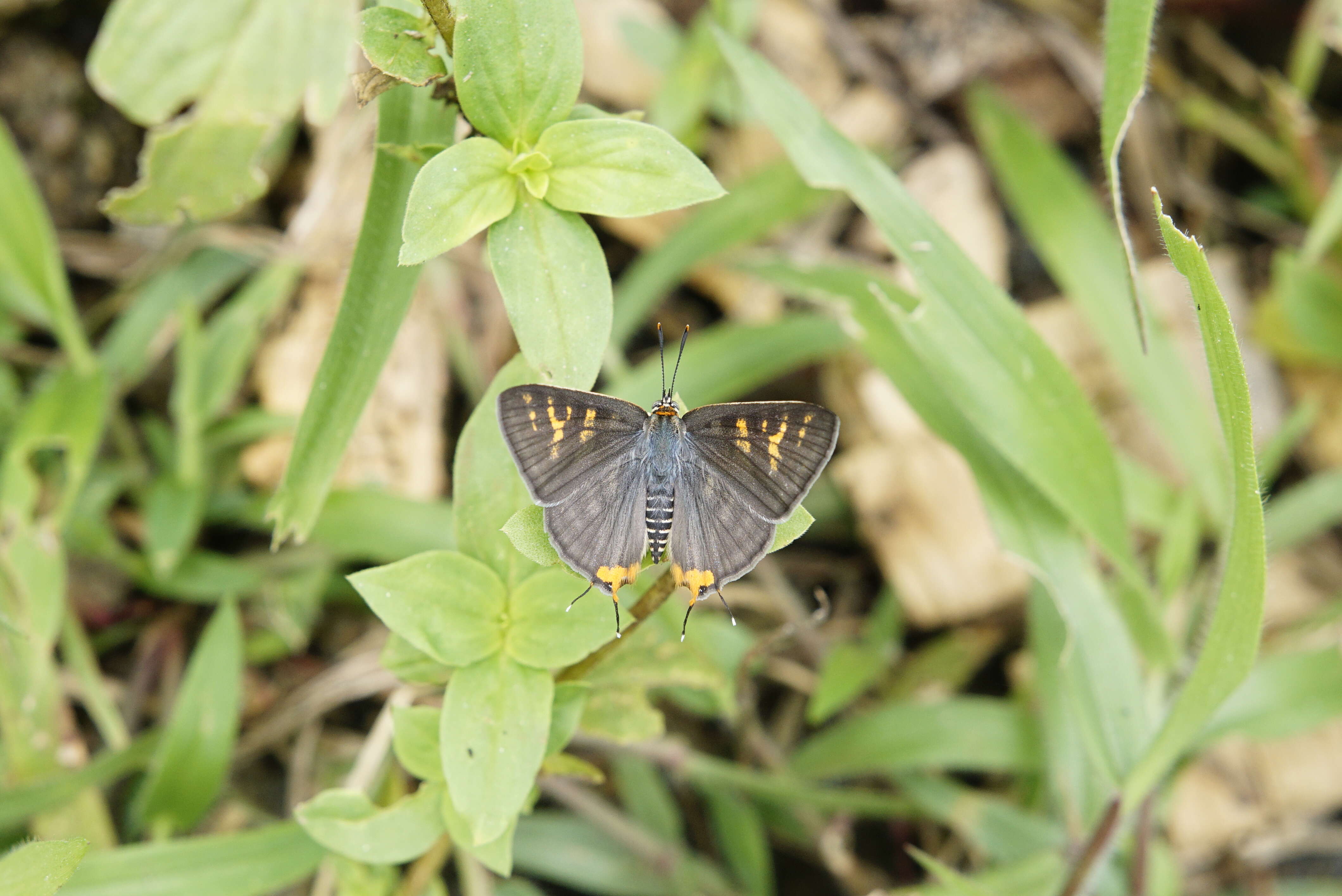 Image of Cigaritis vulcanus