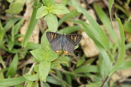 Слика од Cigaritis vulcanus