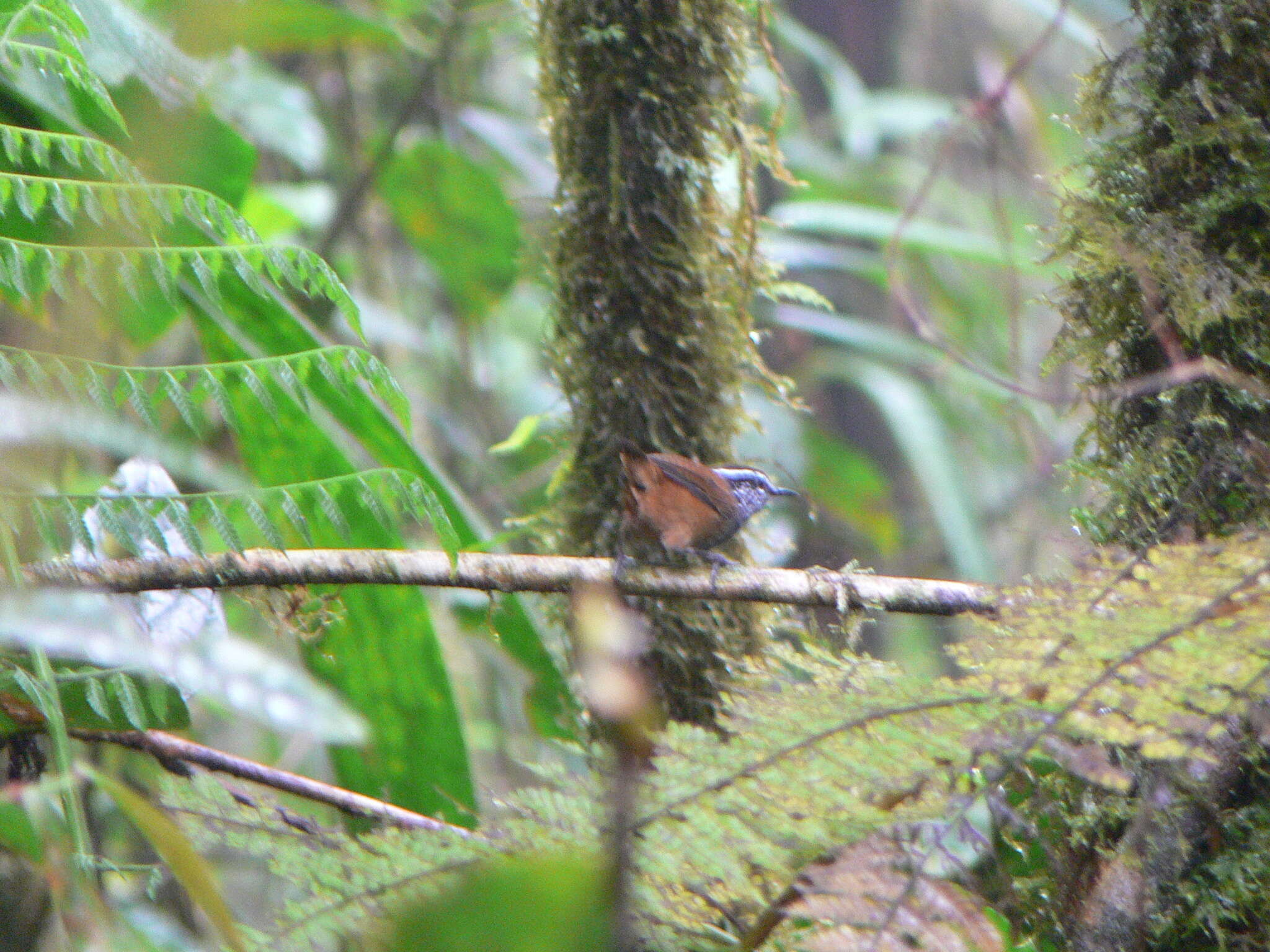 Image of Gray-breasted Wood-Wren