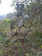 Image of French Prickle Cactus