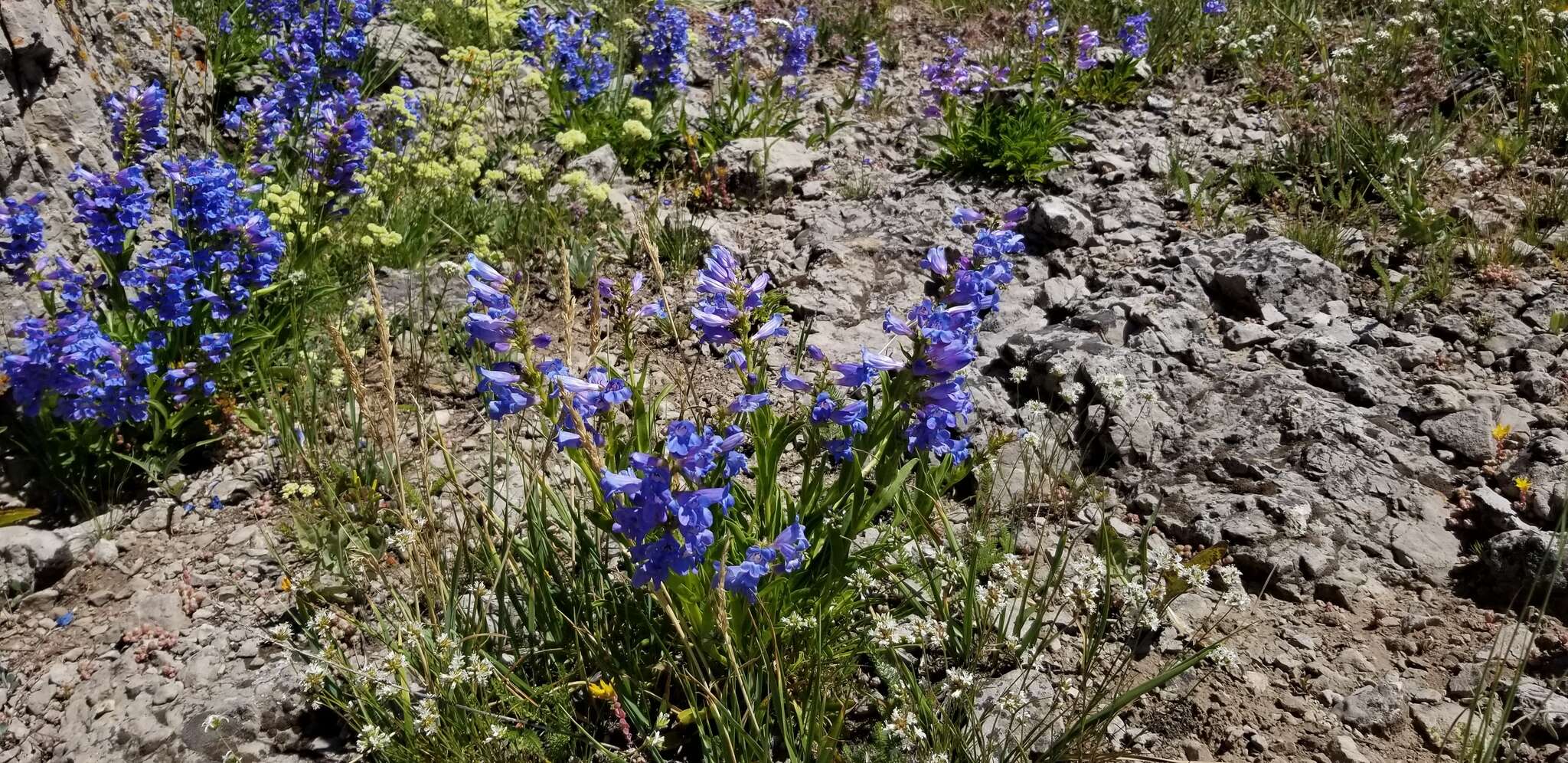 Image of compact penstemon