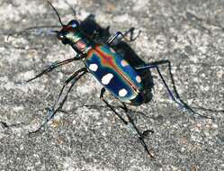 Imagem de Cicindela (Cosmodela) aurulenta Fabricius 1801