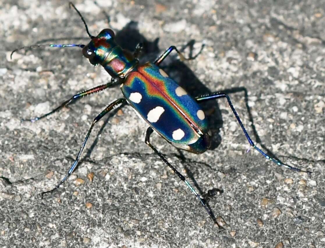 Imagem de Cicindela (Cosmodela) aurulenta Fabricius 1801