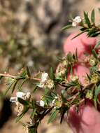 Sivun Leptospermum microcarpum Cheel kuva