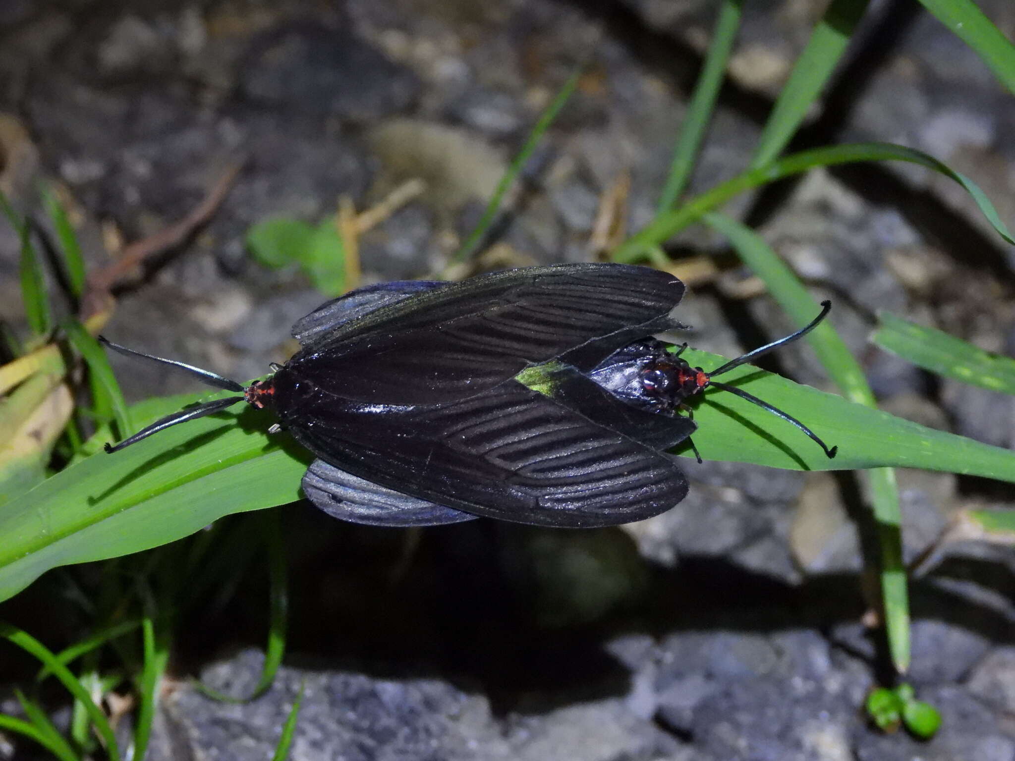 Image of Histia flabellicornis ultima Hering 1922