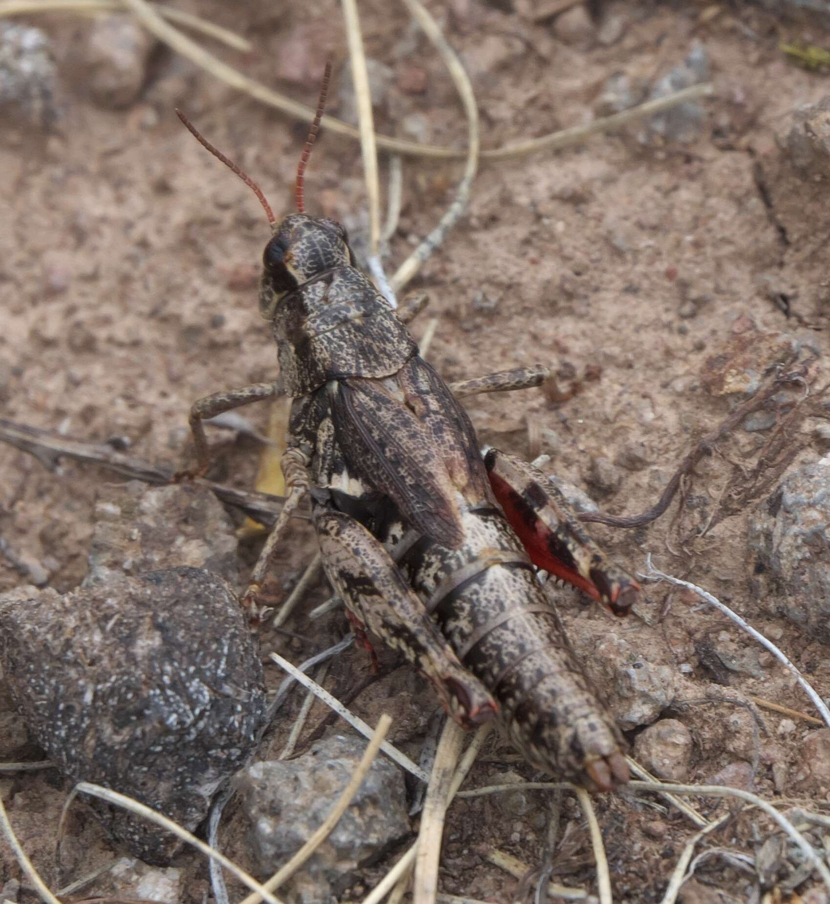 Melanoplus oregonensis (Thomas & C. 1875)的圖片