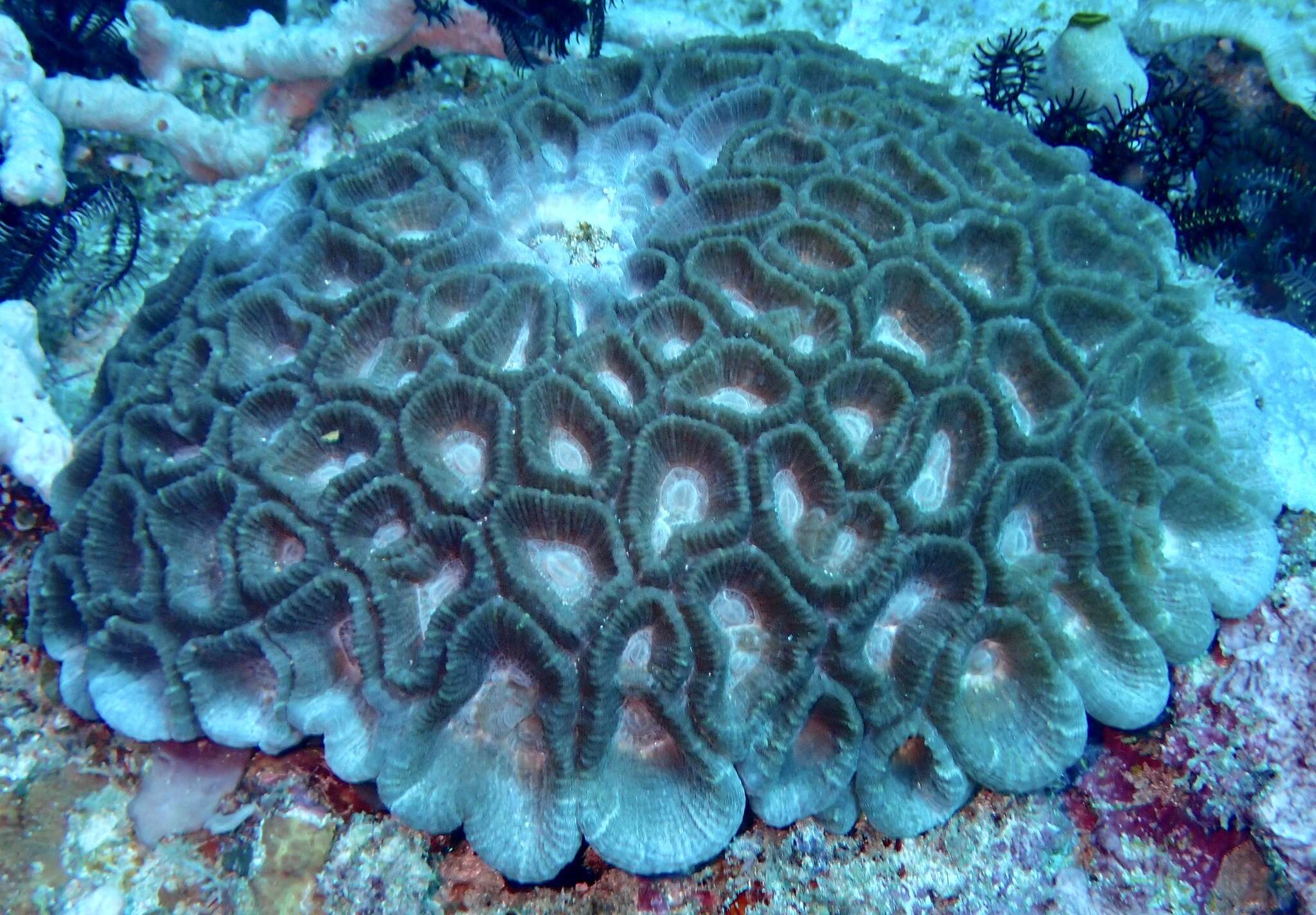 Image of Astraeosmilia maxima