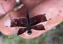 Image of Rhyothemis notata (Fabricius 1787)