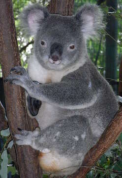 Image of koalas