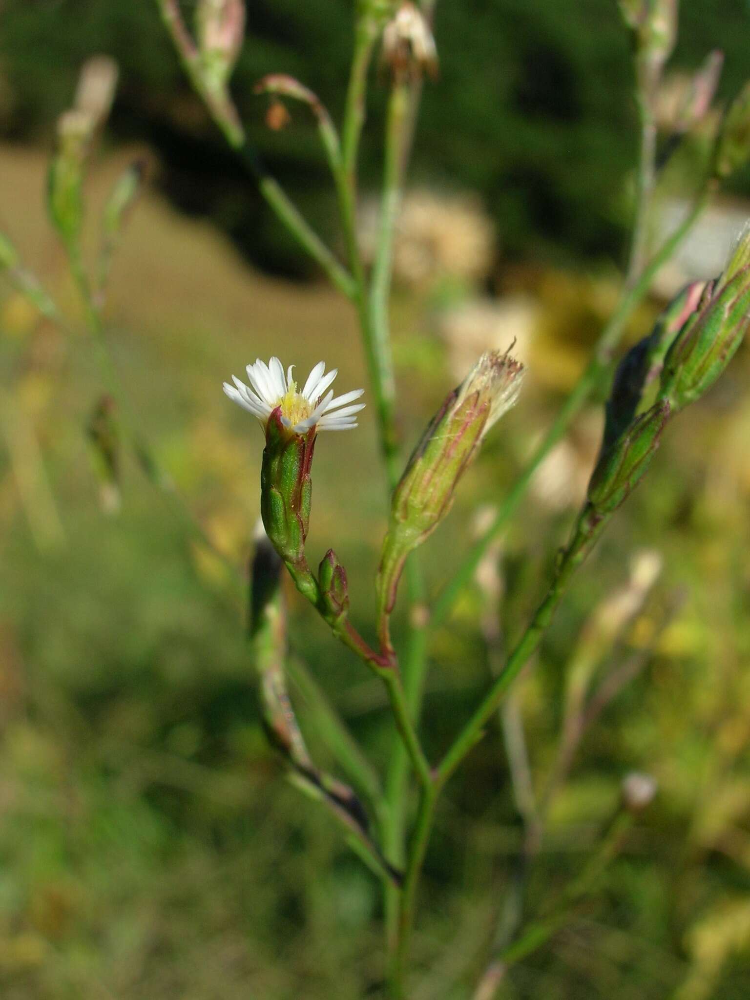 Image of Seaside American-Aster