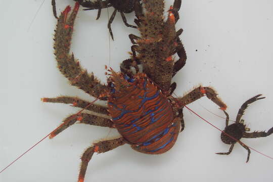 Image of spinous squad lobster