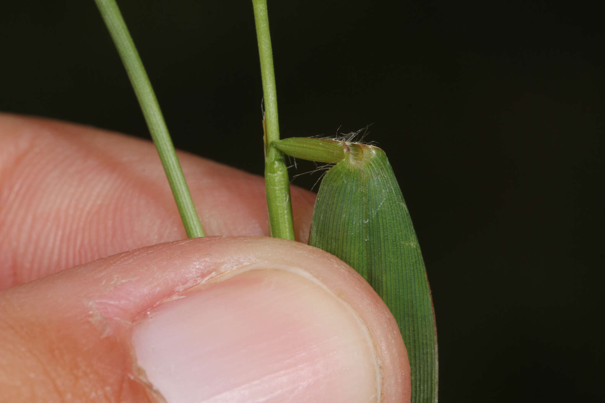 Image of slender rosette grass
