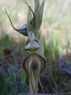 Image of Pterostylis arenicola M. A. Clem. & J. Stewart