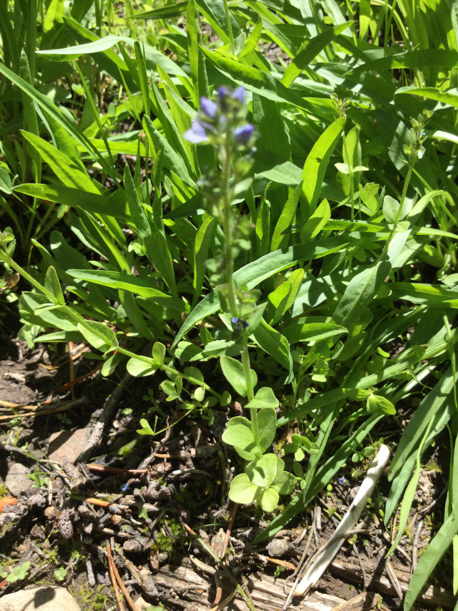 Image of brightblue speedwell